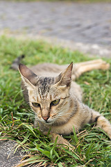 Image showing Tabby cat lying on the grass.