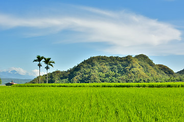 Image showing Rice farm in country