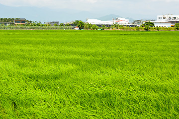 Image showing Rice farm in country