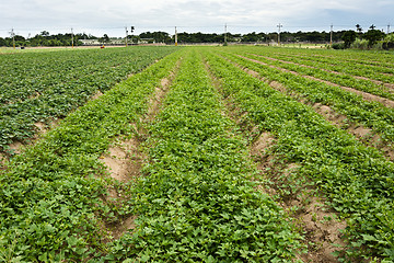 Image showing Cultivated land