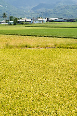 Image showing Golden rural scenery