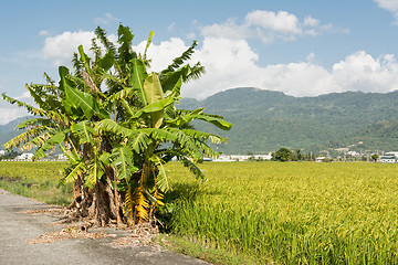 Image showing Rural scenery with banana tree