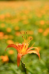 Image showing Tiger lily