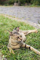 Image showing Tabby cat lying on the grass.