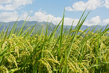 Image showing Rural scenery of paddy