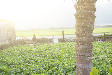 Image showing Garden in village