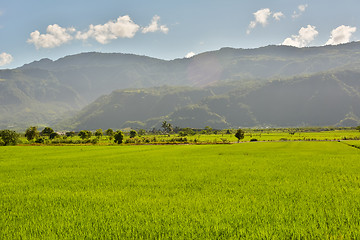 Image showing Rice farm in country