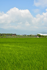 Image showing Rice farm in country