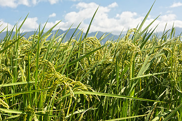 Image showing Rural scenery of paddy