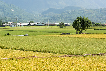 Image showing Golden rural scenery