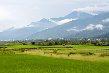 Image showing Rice farm in country