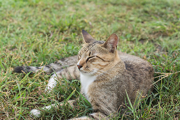 Image showing Tabby cat lying on the grass.