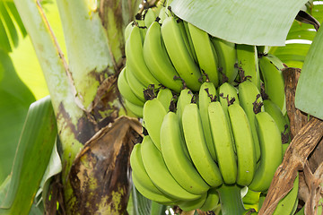 Image showing Bunch of ripening bananas