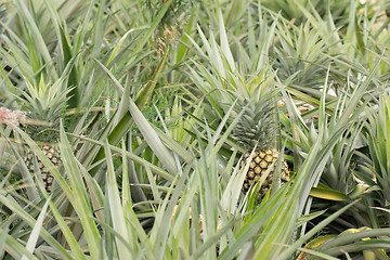 Image showing Pineapple farm 