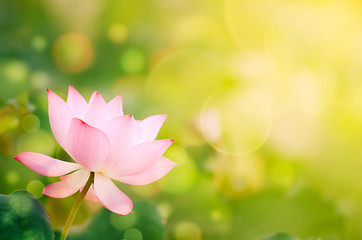 Image showing Morning lotus