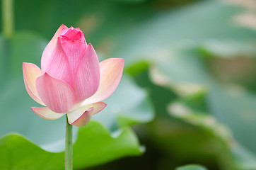 Image showing Lotus flower