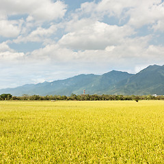 Image showing golden paddy rice farm