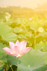 Image showing Morning lotus