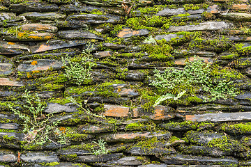 Image showing Stone wall with green moss