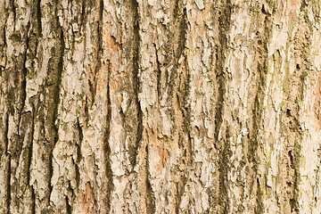 Image showing Bark of Elm