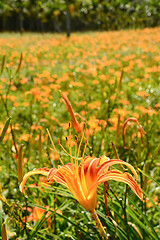 Image showing Tiger lily