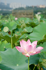 Image showing Lotus flower