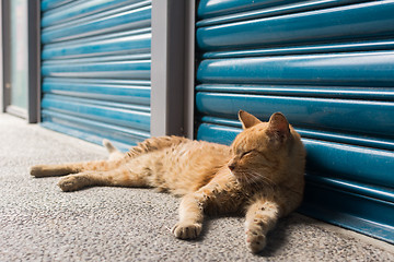 Image showing Cat lying to rest.