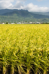 Image showing Golden rural scenery