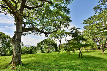 Image showing Pine garden