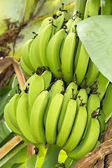 Image showing Bunch of ripening bananas