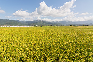 Image showing Golden rural scenery