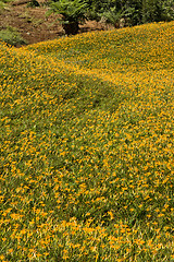 Image showing Field of tiger lily