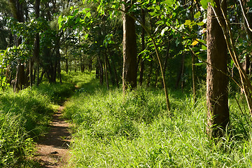 Image showing Taitung Forest Park