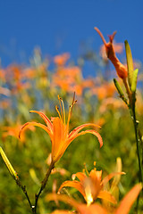 Image showing Tiger lily