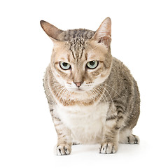 Image showing tabby cat