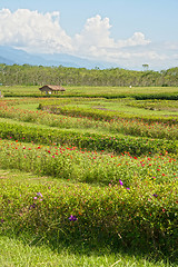 Image showing Flowerbed