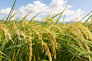 Image showing Rural scenery of paddy