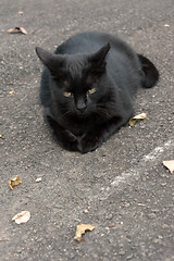 Image showing Undomesticated cat