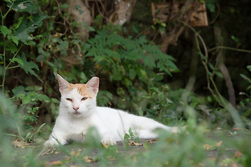 Image showing cat on ground