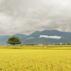 Image showing Golden rural scenery