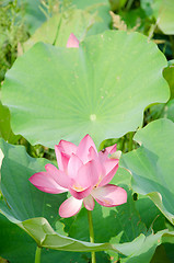 Image showing Lotus flower