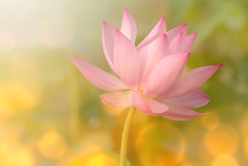 Image showing lotus