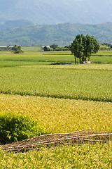 Image showing Golden rural scenery