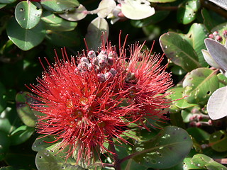 Image showing Red flower- Metrosideros