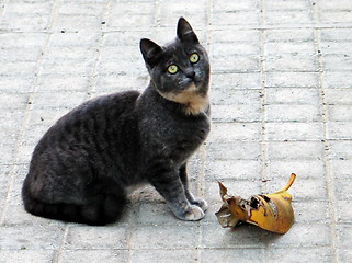 Image showing Weird Cat