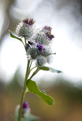 Image showing Thistle