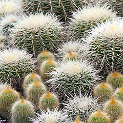 Image showing Cactus