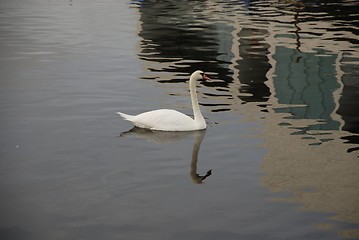 Image showing The swan