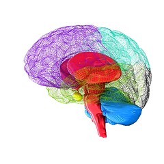 Image showing Creative concept of the human brain