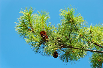 Image showing White Pine Branch